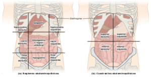 Abdomen - Wikipedia, la enciclopedia libre