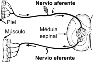 Neurona aferente - Wikipedia, la enciclopedia libre