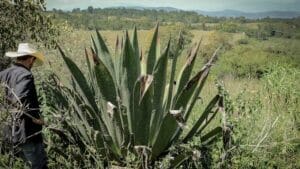 Maguey | ¿Qué es y para que sirve esta planta?