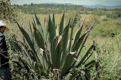 Maguey | ¿Qué es y para que sirve esta planta?