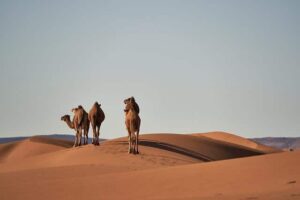 Desierto - Qué es, definición, ejemplos y como adjetivo