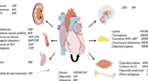 CORAZÓN COMO ÓRGANO ENDOCRINO-METABÓLICO|