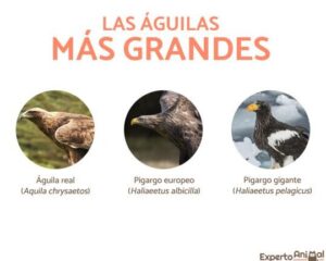 CARACTERÍSTICAS DE LAS ÁGUILAS - Anatomía y Comportamiento