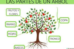 Qué son los árboles, sus características, tipos, partes y más ...