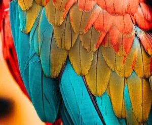 10 Características de las aves - ¡Resumen!