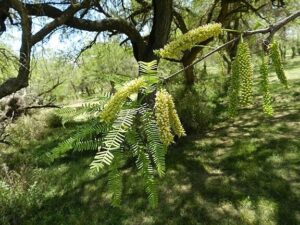 Prosopis alba - Wikipedia, la enciclopedia libre