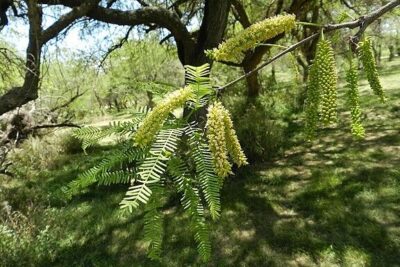 Prosopis alba - Wikipedia, la enciclopedia libre