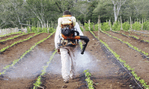 Es sano un cultivo que requiere aplicación frecuente de ...