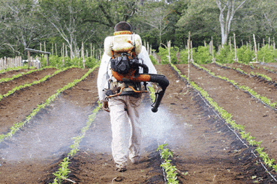 Es sano un cultivo que requiere aplicación frecuente de ...