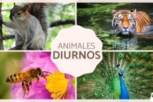 35 animales diurnos - Ejemplos y características