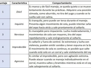 El impacto de la docilidad en el resultado económico – Valor Carne