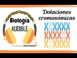 E6: Dotaciones Cromosómicas (La clave para entender la Meiosis ...