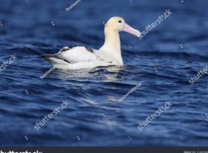 El albatros de Ámsterdam