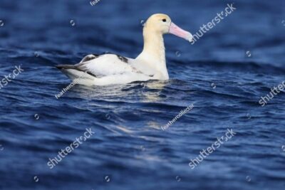 El albatros de Ámsterdam