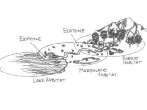 Qué es un ECOTONO: Definición y Ejemplos