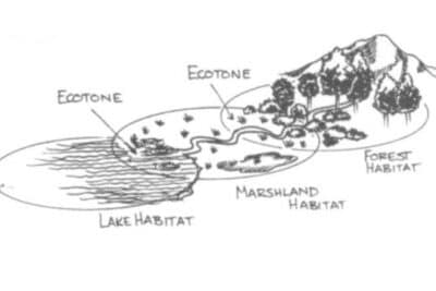 Qué es un ECOTONO: Definición y Ejemplos