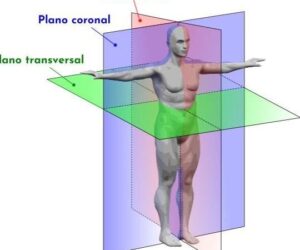 Planimetría anatómica: qué es, planos, ejes, términos relacionados