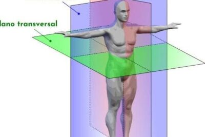 Planimetría anatómica: qué es, planos, ejes, términos relacionados
