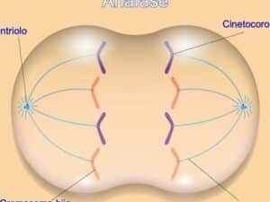 Fases de la mitosis y sus características - Diferenciador