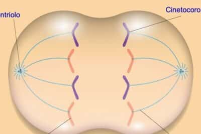 Fases de la mitosis y sus características - Diferenciador