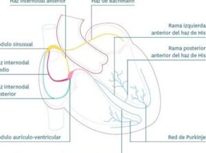 TEMA 1. ANATOMÍA Y FISIOLOGÍA DEL APARATO CARDIOVASCULAR