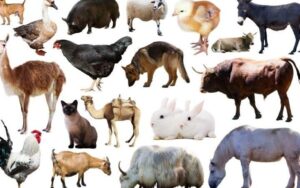 Animales domésticos: qué son, definición, características, ejemplos