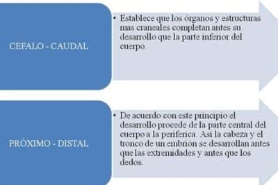 El crecimiento y el desarrollo neuromotor, óseo y muscular ...