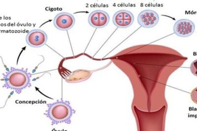 EMBRIOLOGÍA HUMANA Y BIOLOGÍA DEL DESARROLLO. Autores: Jon Sánchez ...