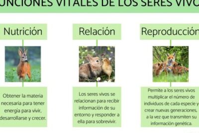 Funciones vitales de los seres vivos - Cuáles son y ejemplos