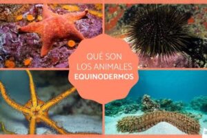 Equinodermos - Definición, características, tipos y ejemplos