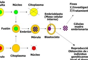 Medicina regenerativa: Células madre embrionarias y adultas