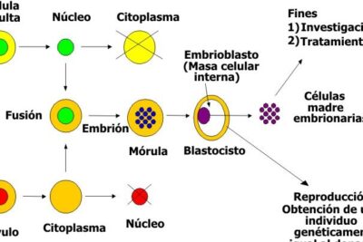 Medicina regenerativa: Células madre embrionarias y adultas