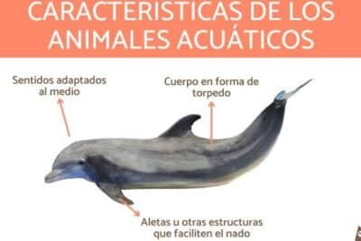 Animales acuáticos - Qué son, características y 20 EJEMPLOS (con ...