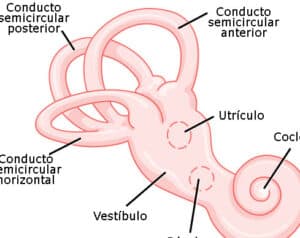 Oído interno - Wikipedia, la enciclopedia libre