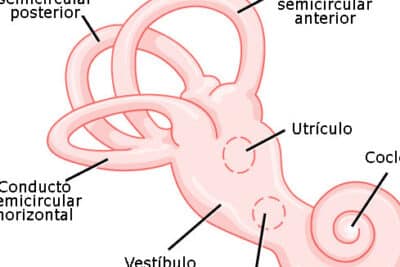 Oído interno - Wikipedia, la enciclopedia libre