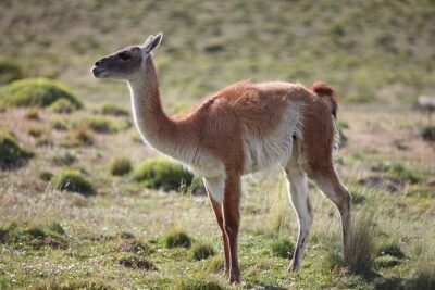 Autóctono - Qué es, en la biología, definición y concepto