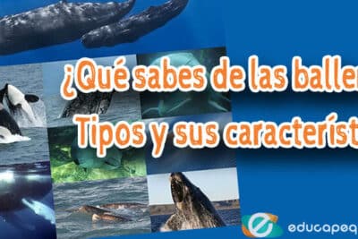 Qué sabes de las ballenas? Tipos y sus características