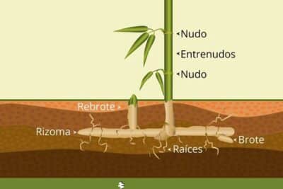 Bambú: origen, qué es, morfología, usos y zonas donde crece