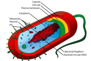 Bacteriología | Concise Medical Knowledge