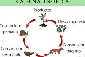 Cadena trófica o cadena alimenticia: qué es, tipos y ejemplos ...