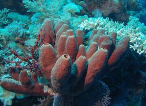 Porifera - Wikipedia, la enciclopedia libre