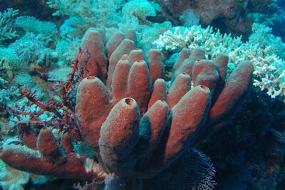 Porifera - Wikipedia, la enciclopedia libre