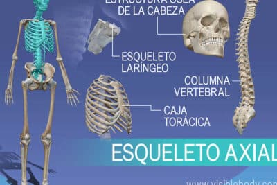 Aprenda anatomía del esqueleto | Esqueleto axial