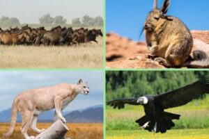 Estepa: qué es, clima, flora y fauna - Resumen