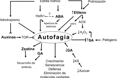 Papel de las hormonas vegetales en la regulación de la autofagia ...