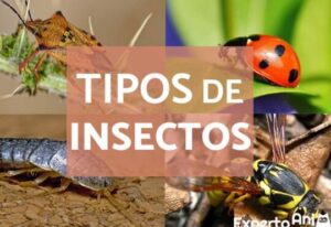 TIPOS DE INSECTOS - Características y Nombres