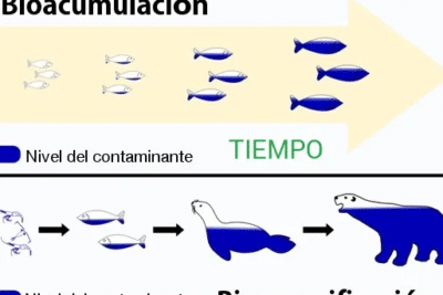 Dime qué comes y te diré qué bioacumulas - RDU UNAM