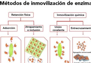 Enzimas aplicadas en procesos industriales