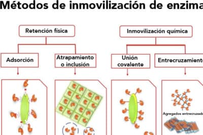 Enzimas aplicadas en procesos industriales