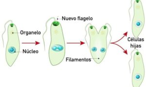 Fisión Binaria - Concepto, etapas, tipos y ejemplos